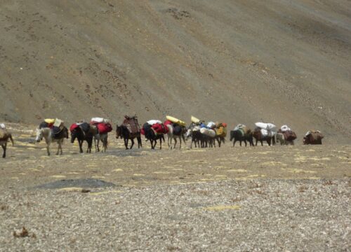 Hemis-to-Tsomoriri-Trek-image-2-trekkinginladakhzanskar.com
