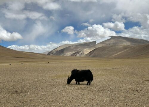 Ladakh-Tour-6-Nights-7-Days-(Indus + Lamayuru + Nubra + Pangong)-image-3-trekkinginladakhzanskar.com