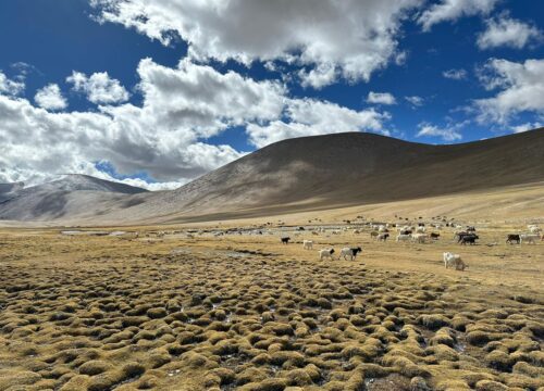 Ladakh-Tour-7-Nights-8-Days-(Indus + Nubra + Tsomoriri)-image-3-trekkinginladakhzanskar.com
