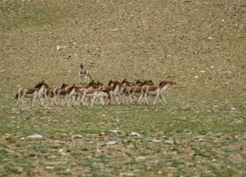 Yalung-Nong-(6090 Metres)-image-3-trekkinginladakhzanskar.com