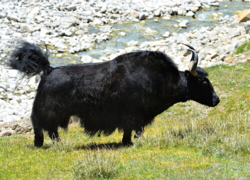 trekking1525516047