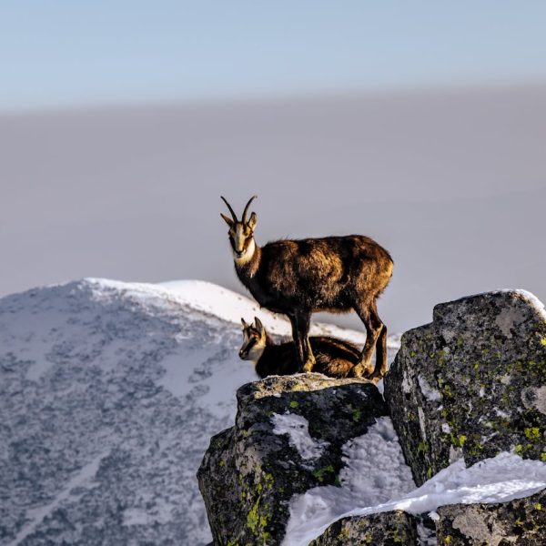 Wildlife-Tours-icon